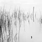 Winter Morning Fog, Grass, Pond, Kemah, TX USA 12/15/2009